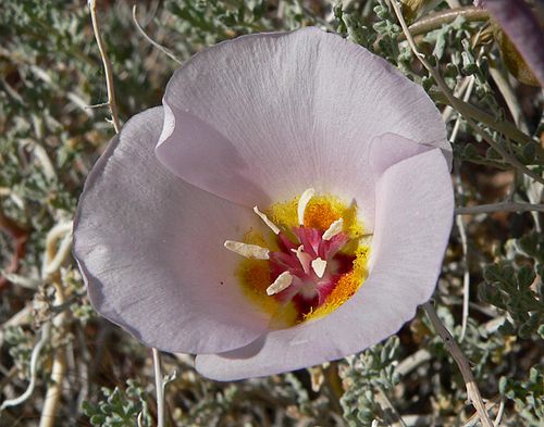 Calochortus flexuosus